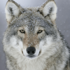 ivor_greymantle