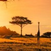 travelo-africa