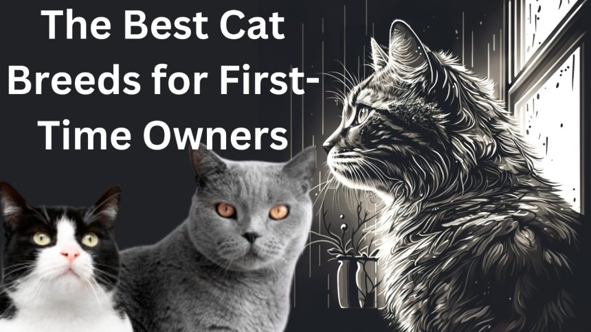 The Best Cat Breeds for First-Time Owners