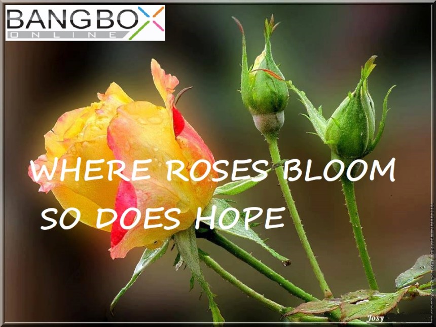 WHERE ROSES BLOOM, SO DOES HOPE
