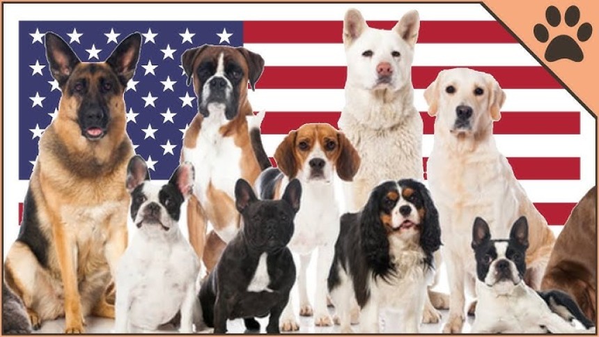 Dog breeds in USA