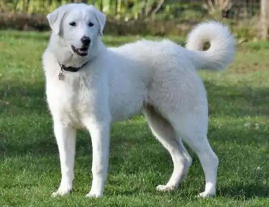 Akbash Dog Breed