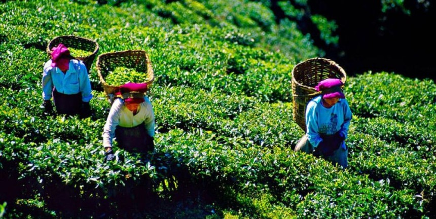 Discovering the Charm of Happy Valley Tea Estate in Darjeeling