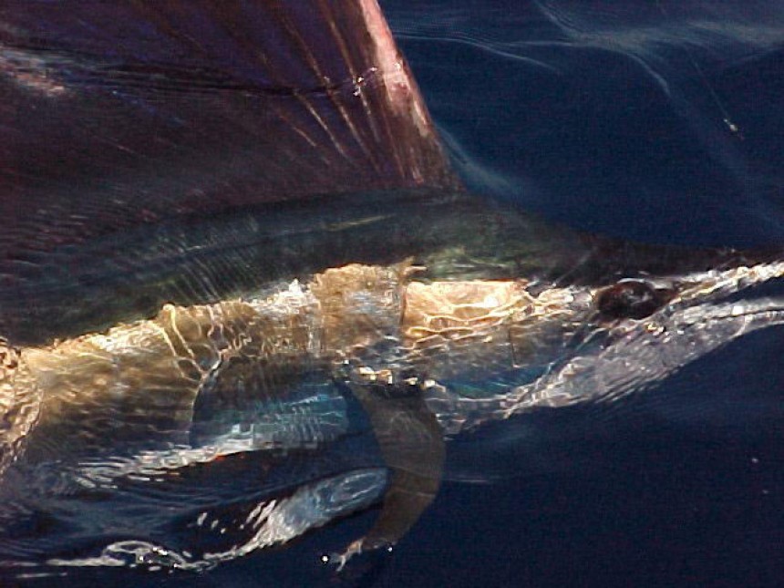 Miami sailfish charters