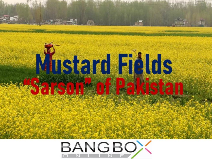 Mustard Fields (Sarson) of Pakistan