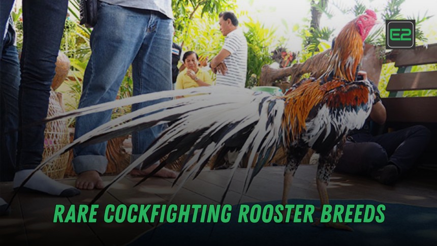 https://e2sportsph.com/rare-cockfighting-rooster-breeds/
