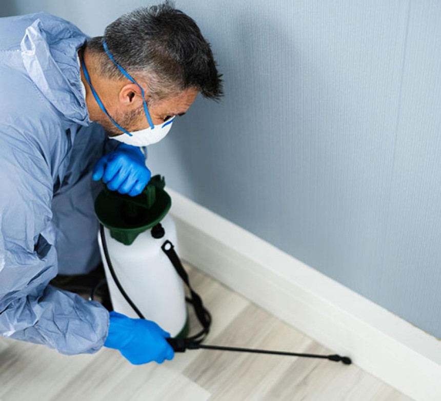 Pest Control in Galston