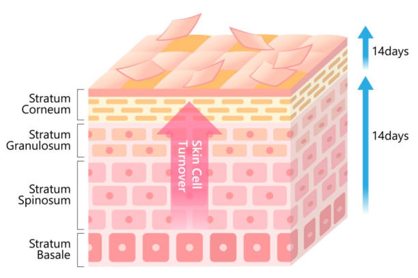 Skin regeneration process