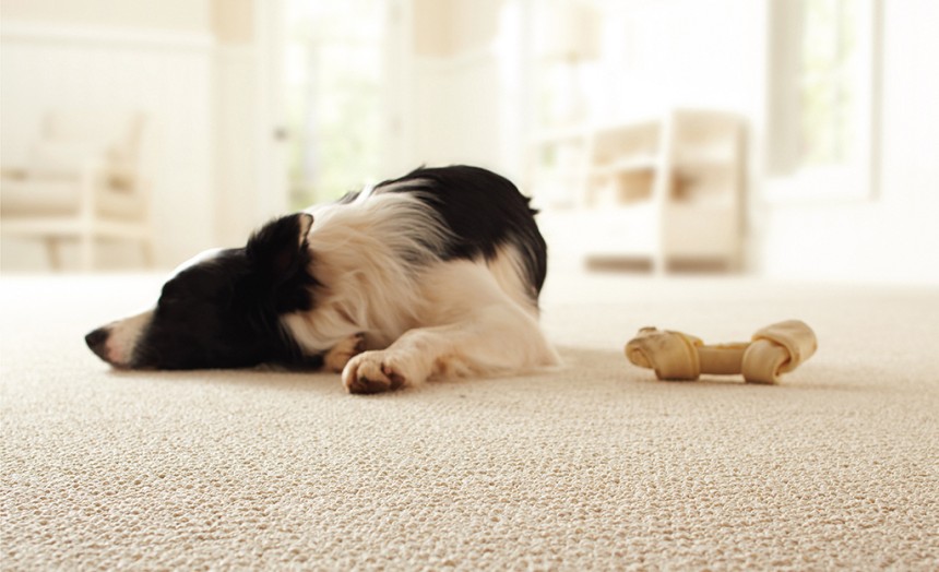 rotect Your Carpet from Pets