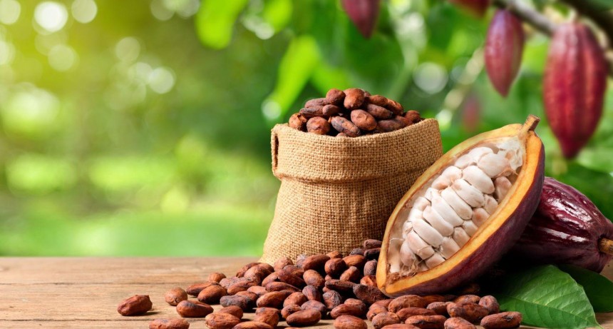 Cocoa Processing Plant