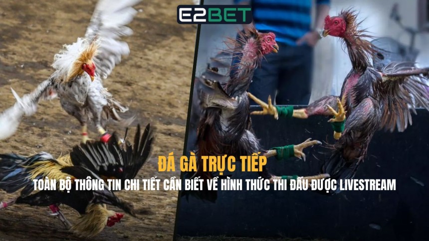 https://www.ncscooper.com/da-ga-truc-tiep/
