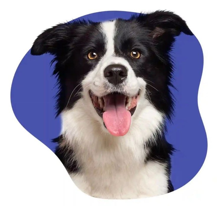 Pet Liability Insurance