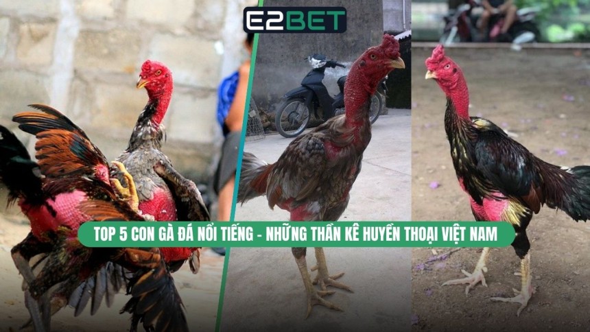 https://e28-bet.com/top-con-ga-da-noi-tieng-than-ke-huyen-thoai-viet-nam/