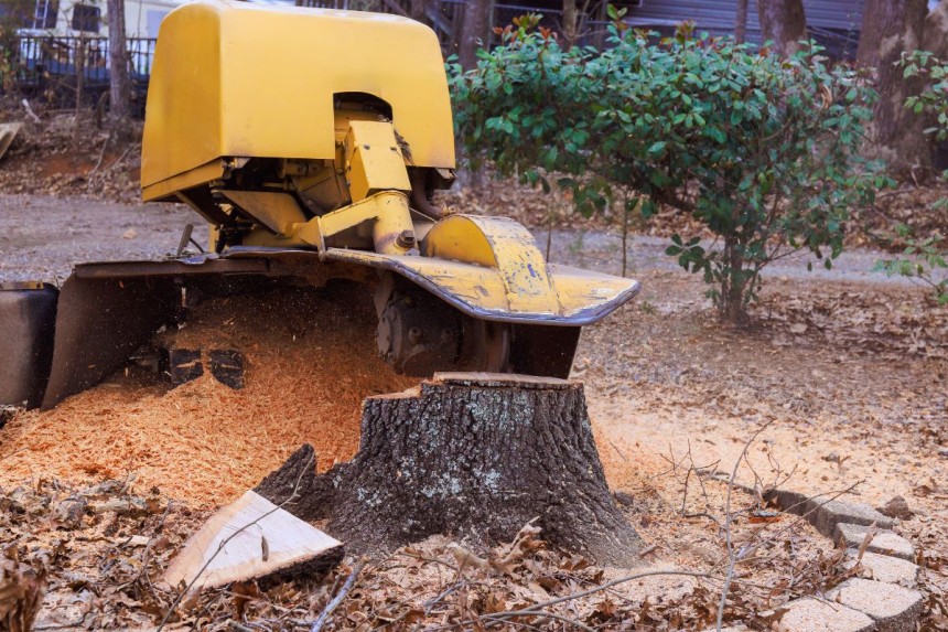 stump