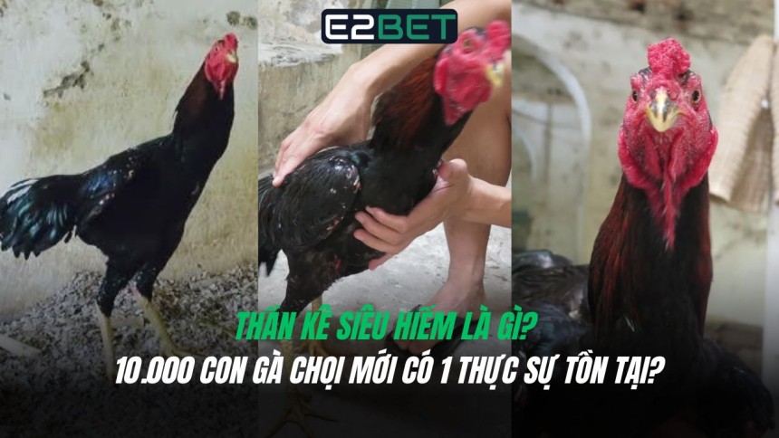 https://www.ncscooper.com/than-ke-sieu-hiem-10-000-con-ga-choi-moi-co-1/