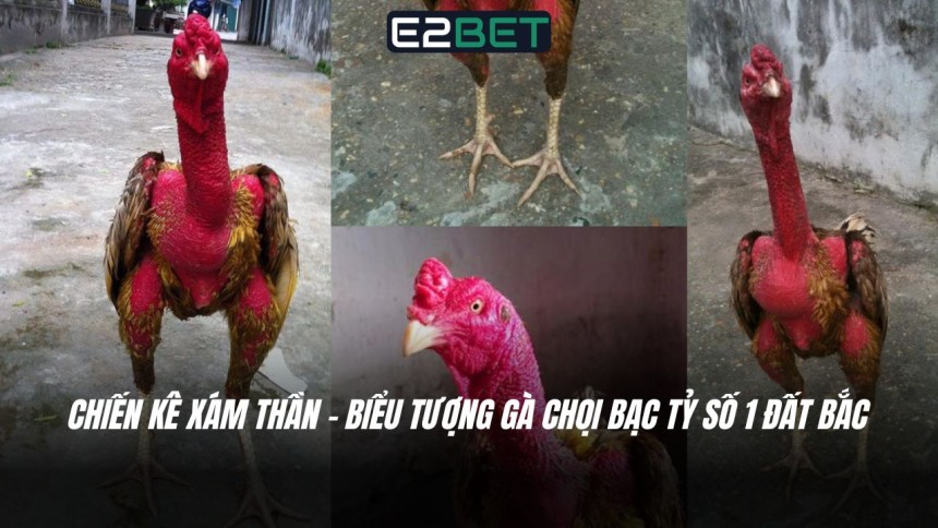 https://e28-bet.com/chien-ke-xam-than-bieu-tuong-ga-choi-bac-ty-so-1/