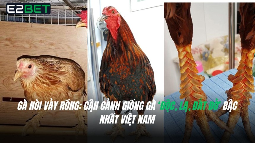 https://e28-bet.com/ga-noi-vay-ronggiong-ga-doc-la-dat-do-bac-nhat/