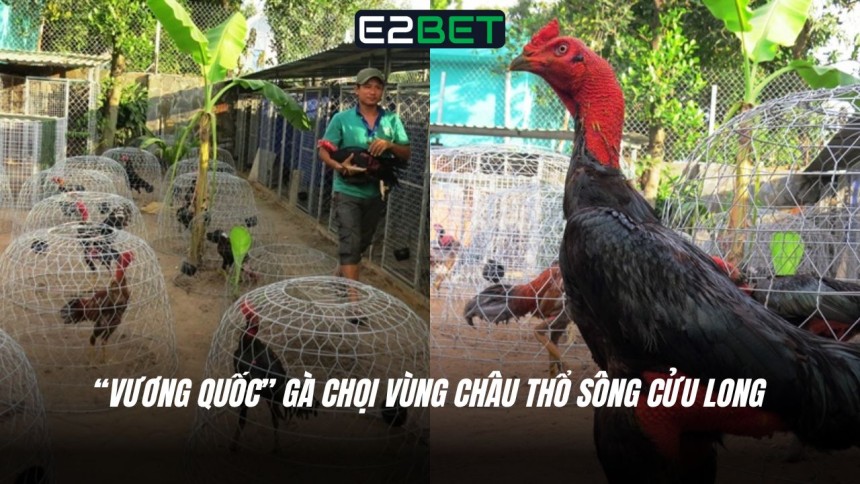 https://www.ncscooper.com/vuong-quoc-ga-choi-vung-chau-tho-song-cuu-long/