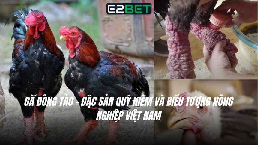 https://e28-bet.com/ga-dong-tao-gia-ban-va-gia-tri-kinh-te/