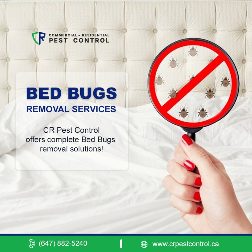 professional bed bug removal