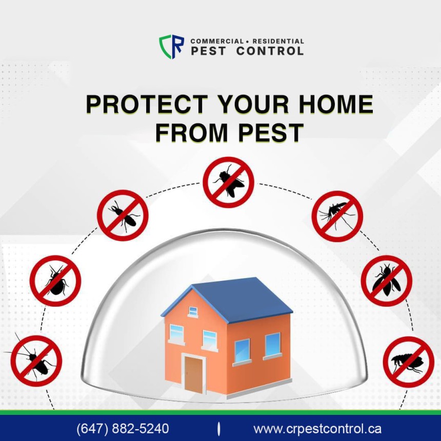 Bed Bug Removal
