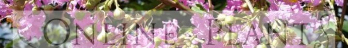 Online Plants