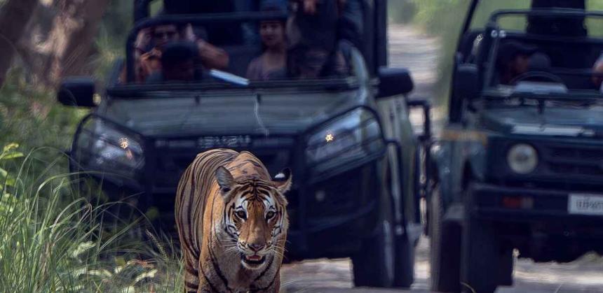 Jungel Safari in Dudhwa