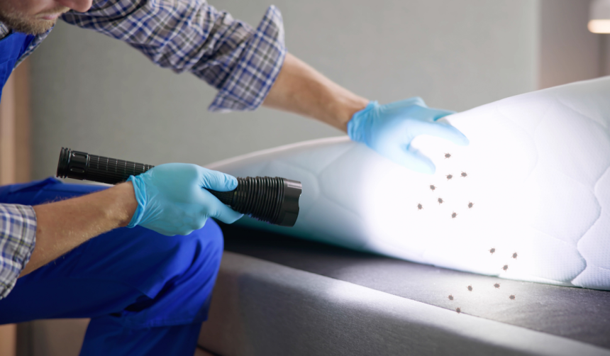 Home Pest Control Services: Protecting Homes from Persistent Bed Bug Infestations