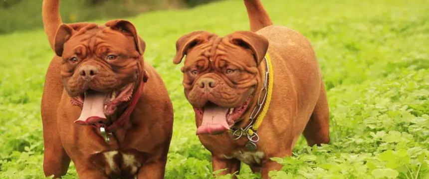 Family Raised Puppies Australia for Families, Couples, and Individuals