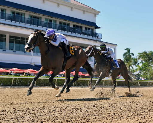Horse Race Bangalore: History, Events, and Racing Experience Guide