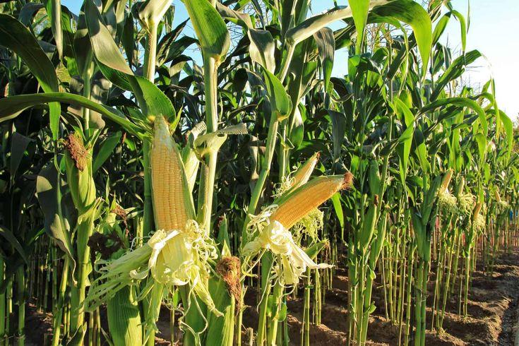 Protecting Your Harvest: A Guide to Paddy and Maize Success with Shriram Farm Solutions