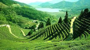 How to Reach Assam: Step-by-Step Travel Guide for a Smooth Journey