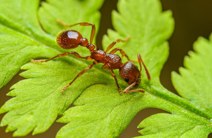 Maintaining a Healthier Property with Smart Pest Prevention