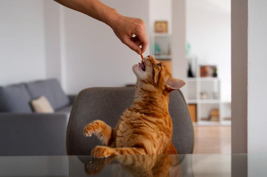 Preventive Feeding Strategies for Common Pet Health Issues