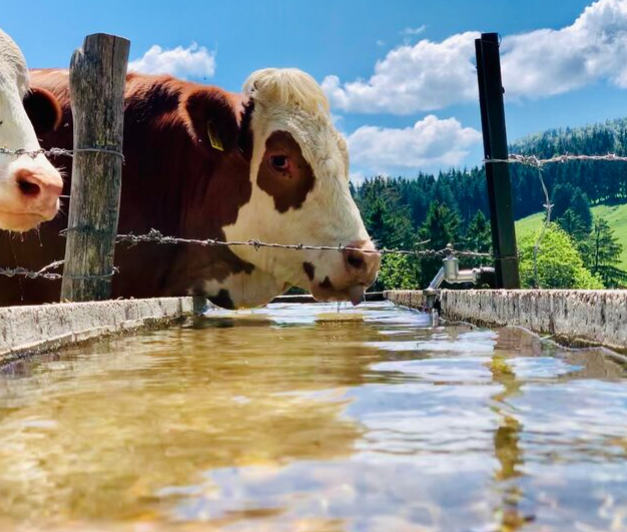 Reliable Farm Dugout Algae Control, Ozone Nanobubbles, and Water Sanitation for Beef Cattle Alberta