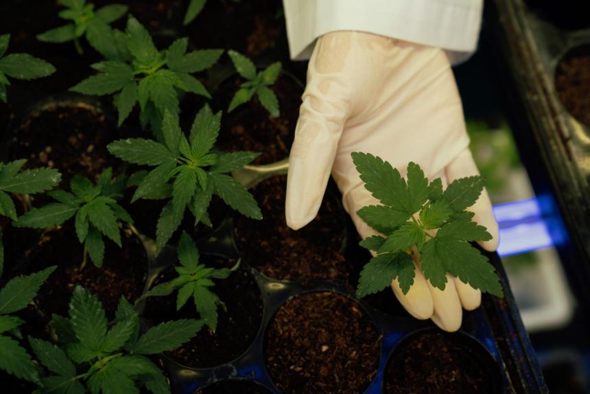 Welche Dünger eignen sich für Cannabispflanzen im Topf?