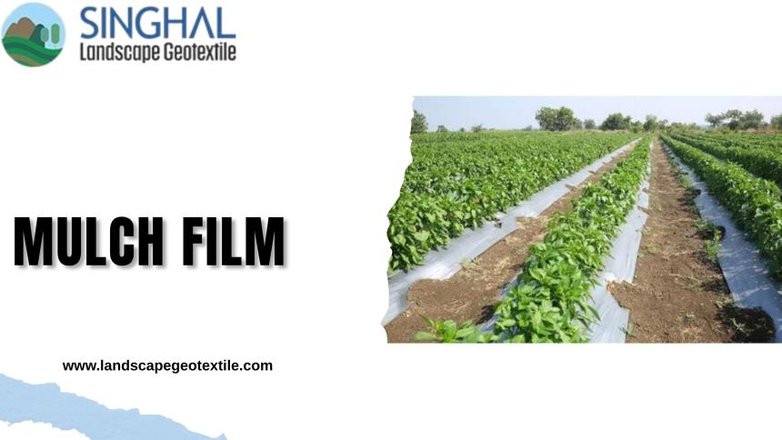 Innovation Guide to Mulch Film for Advanced Farming Techniques
