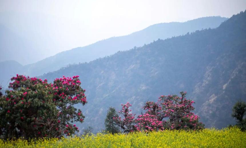 Brahmatal Trek – Snow Trek in Uttarakhand with Stunning Himalayan Views
