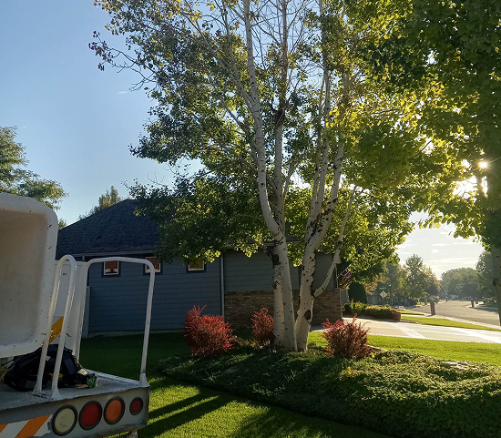 Safe Tree Removal Solutions for Homes and Businesses in Billings, MT