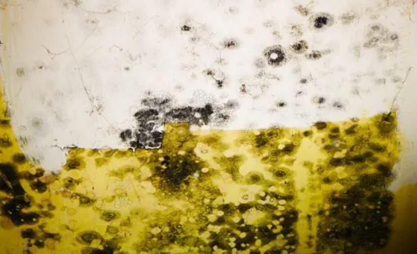 Black mold removal Binghamton NY