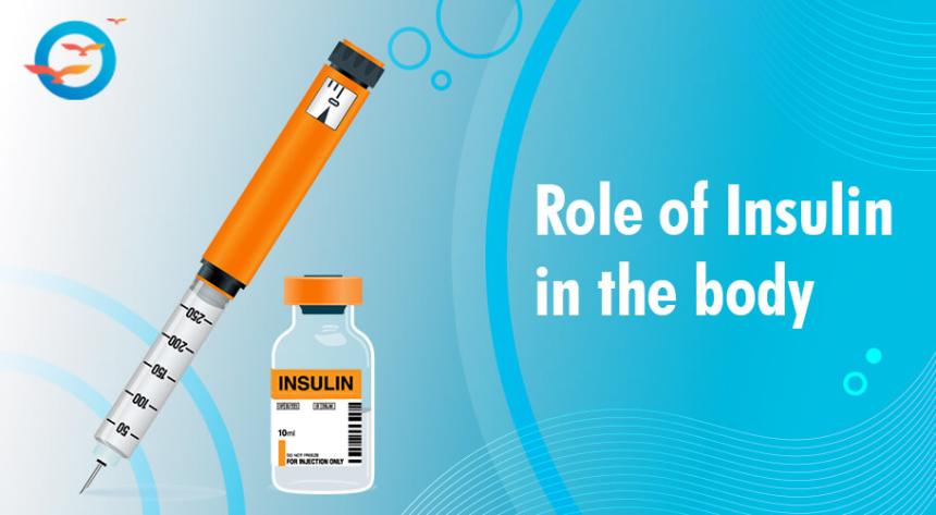 Role of Insulin in human body