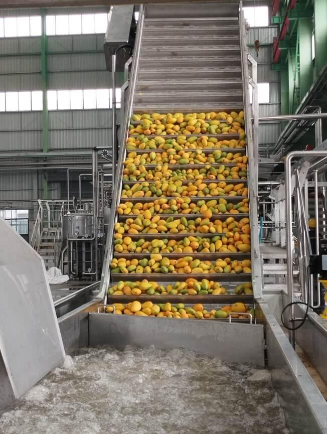 Mango Processing Plant