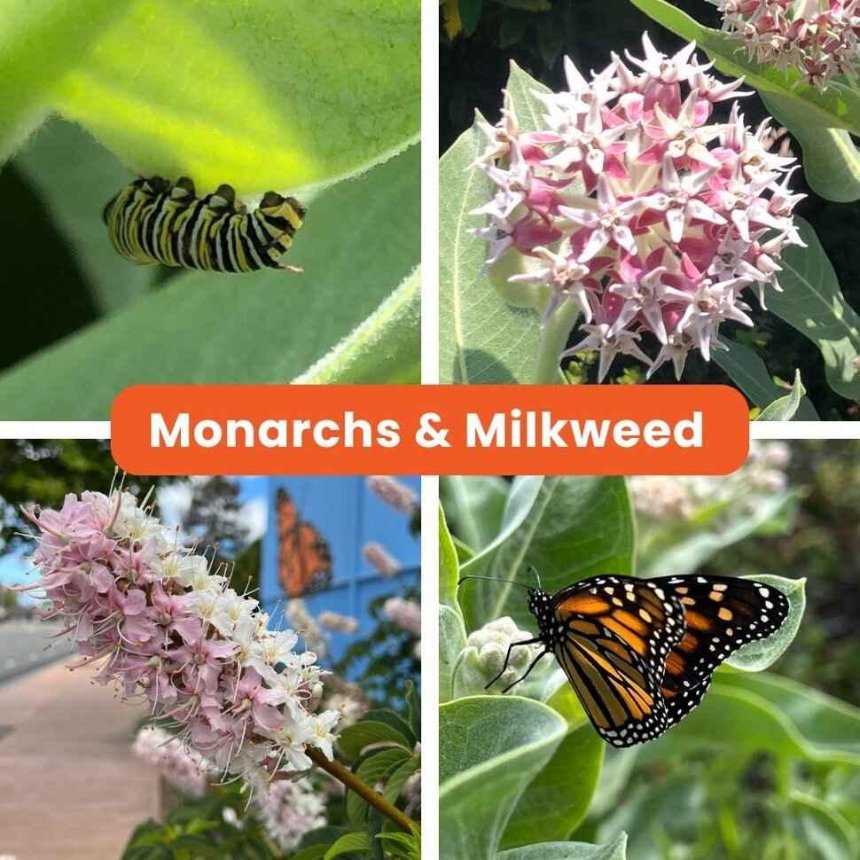 Monarch Plants