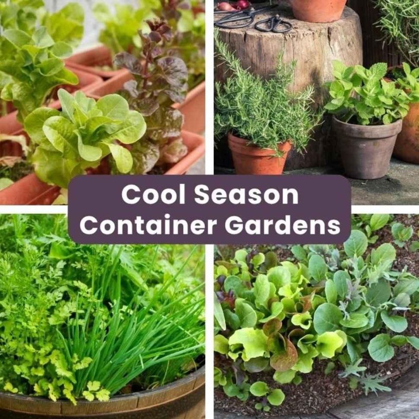 Edible Landscape Plants for Fall Containers in the East Bay
